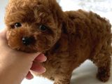 Çok Özel Red Brown Toy Poodle Yavrulari