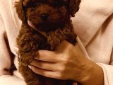 Korean Red Brown Toy Poodle Yavrularimiz