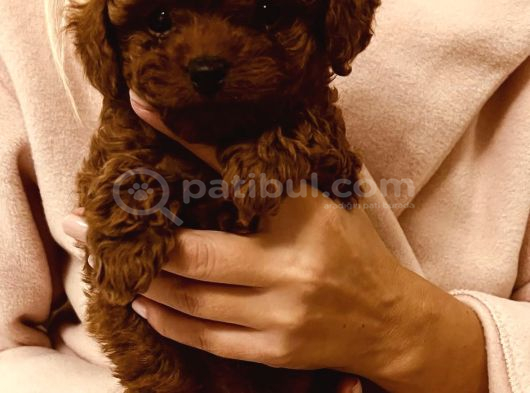 KOREAN RED BROWN TOY POODLE YAVRULARIMIZ