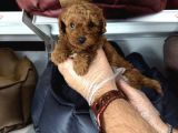 Toy Poodle Babyface Yavrularimiz