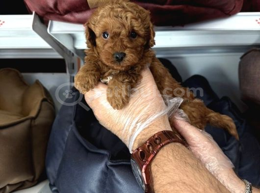 Toy Poodle Babyface Yavrularimiz görsel