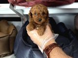 Toy Poodle Babyface Yavrularimiz