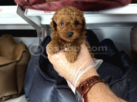 Toy Poodle Babyface Yavrularimiz görsel