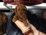 Toy Poodle Babyface Yavrularimiz