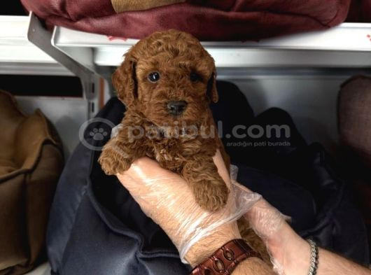Toy Poodle Babyface Yavrularimiz görsel