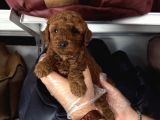 Toy Poodle Babyface Yavrularimiz