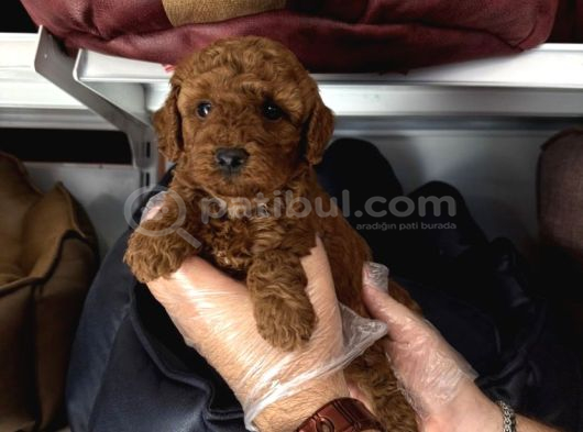 Toy Poodle Babyface Yavrularimiz görsel