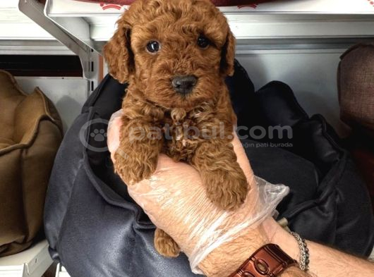 Toy Poodle Babyface Yavrularimiz