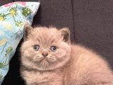 Top kafa british shorthair yavrularımız
