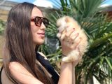 Sağlıklı Ve Safkan Pomeranian Yavrular