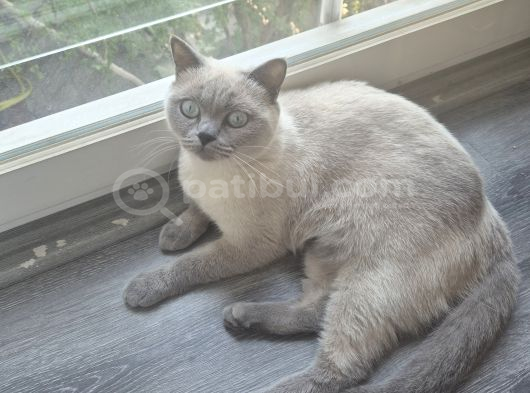 Ücretsi̇z Bristish Shorthair Kısır Kedimiz Dişi görsel