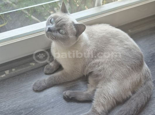 Ücretsi̇z Bristish Shorthair Kısır Kedimiz Dişi görsel