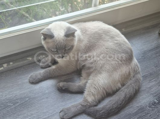 Ücretsi̇z Bristish Shorthair Kısır Kedimiz Dişi