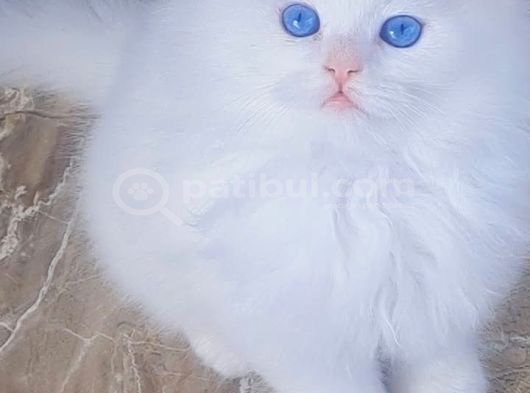 Minik Canlar Sevimli Bebekler görsel