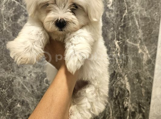 Teacup Maltese Bebekler 0 Boy Orjinal görsel