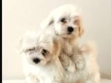 Teacup Maltese Bebekler 0 Boy Orjinal