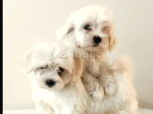 Teacup Maltese Bebekler 0 Boy Orjinal görsel