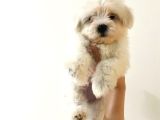 Teacup Maltese Bebekler 0 Boy Orjinal