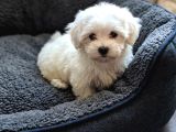 Teacup maltese bebekler 0 boy orjinal