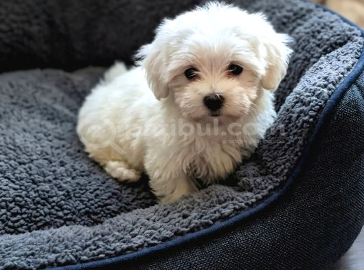 Teacup Maltese Bebekler 0 Boy Orjinal