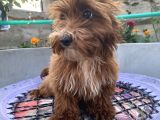 14 ŞUBAT DOĞUMLU RED MALTIPOO YAVRUM