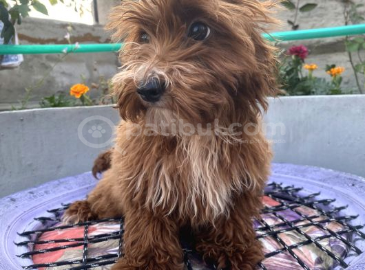 14 Şubat Doğumlu Red Maltipoo Yavrum