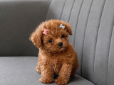 Tam Çantalık Teacup Poodle Yavrum