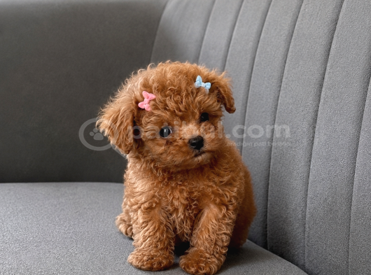 Tam Çantalık Teacup Poodle Yavrum görsel