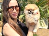 Teddy Bear Pomeranian