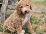 Safkan Standart Poodle Yavrular