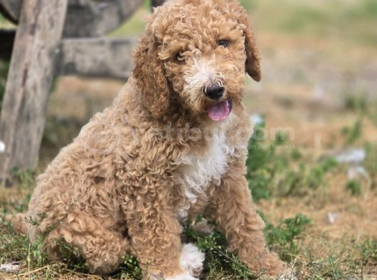 Safkan Standart Poodle Yavrular görsel