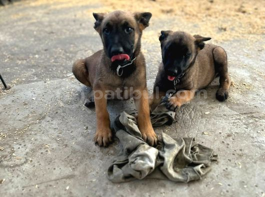 2 Aylik Safkan A Kali̇te Belçi̇ka Kurdu Mali̇noi̇s Yavrular görsel