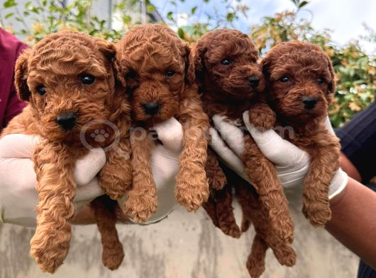 Kampanyalı Poodle Yavrular görsel