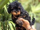 Toy Poodle Yavruları  Oyuncu Zeki Ve Aile Dostu