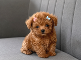 Tam Çantalık Teacup poodle Yavrum