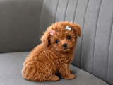 Tam Çantalık Teacup Poodle Yavrum