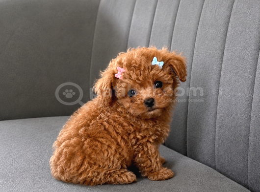 Tam Çantalık Teacup Poodle Yavrum görsel