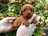 Kampanyalı poodle yavrular