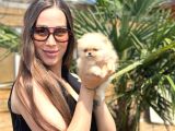 Sağlıklı Ve Safkan Pomeranian Yavrular