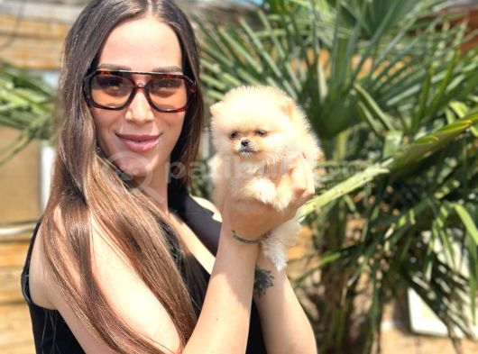 Sağlıklı ve Safkan Pomeranian Yavrular