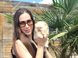 Sağlıklı Ve Safkan Pomeranian Yavrular