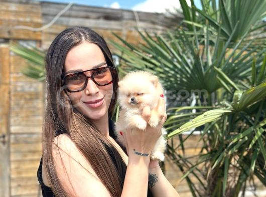 Sağlıklı Ve Safkan Pomeranian Yavrular görsel