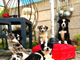 Kaliteli Kan Hattından Border Collie Yavrular