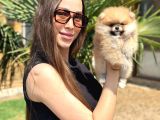 Teddy Bear Pomeranian