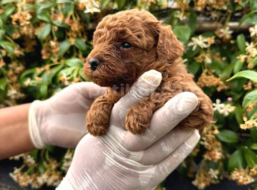 Kampanyalı Poodle Yavrular görsel