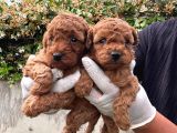 Kampanyalı Poodle Yavrular