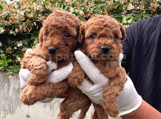 Kampanyalı Poodle Yavrular görsel
