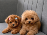 Tam Çantalık Teacup Poodle Yavrum
