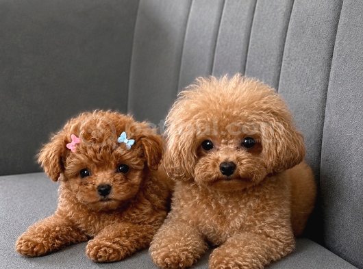 Tam Çantalık Teacup Poodle Yavrum görsel
