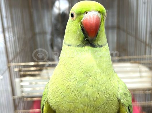 Pakistan Papağanı